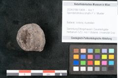 Foto (Objekt + Etikett) von Spondylostrobus smythii F.V. Mueller (NHMW-GEO-2024-0188-10404)